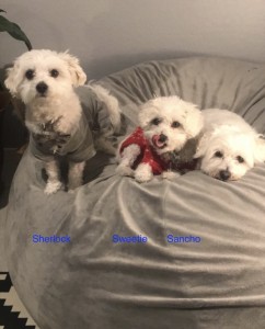 Three Amigos